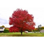 Red Maple